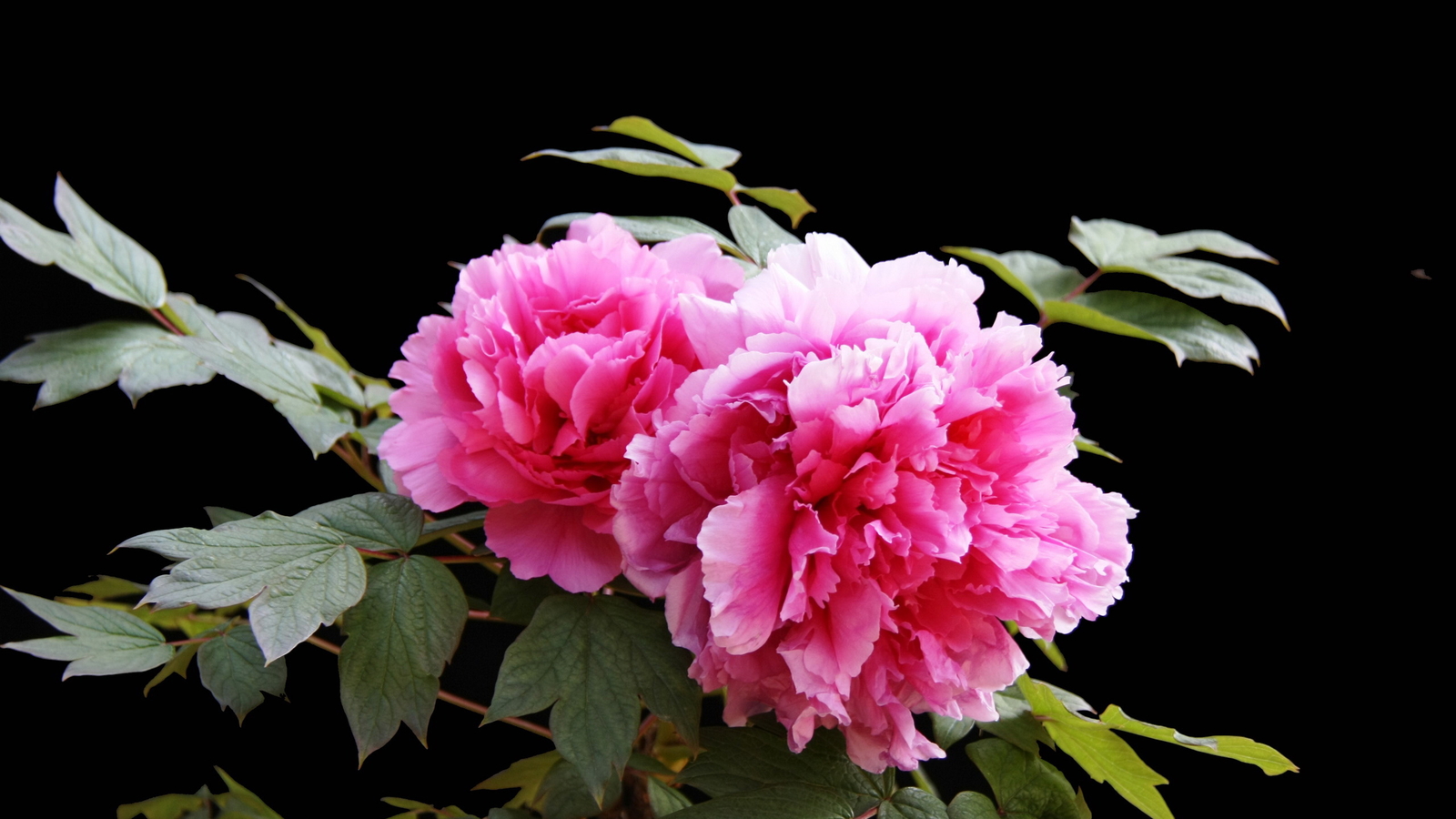 賞花游園看牡丹 洛陽遠(yuǎn)見誠邀四海賓朋共享國色天香